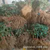 Base al por mayor plántulas de madreselva plantas trepadoras en maceta plántulas de madreselva roja y amarilla flores de jardín en flor