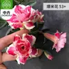 Planta en Maceta Rosa del Desierto con Doble Pétalo, Planta Verde Resistente a la Sequía, Fácil de Cuidar en Interiores o en el Balcón, Planta Suculenta Fácil de Mantener en Verano