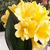 Planta Clívia Premium em Vaso com Botões de Flor, Planta de Interior Fácil de Cuidar, Mudas de Orquídea para Quatro Estações, Dez Flores Mais Valiosas para a Sala de Estar