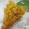 Pacote de Material DIY Flor Eterna 1g Gradiente Cabeça Grande Mosquitinho Estrela Milionária Buquê de Flores Secas Flor Eterna Flor Real