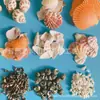 Artesanías de Caracolas Naturales Vendidas por Libra para Acuarios, Fotografía, Educación de Estudiantes y Niños, Minería y Uso Marino