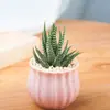 Plantas Suculentas Pequenas em Vasos com Vasos, Plantas Verdes Pequenas para Mesa, Suculentas de Interior Fáceis de Manter com Flores Grandes, Cacto, Cacto