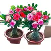 Planta en Maceta Rosa del Desierto con Doble Pétalo, Planta Verde Resistente a la Sequía, Fácil de Cuidar en Interiores o en el Balcón, Planta Suculenta Fácil de Mantener en Verano