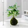 Plantas Bola de Musgo Plantas de Musgo Diamante Platina para Cultivo em Água, Plantas Verdes para Mesas de Escritório, Plantas em Vasos Perenes para Todas as Estações, Purificadoras de Ar, Fáceis de Manter