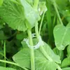 Novos Suportes de Haste para Plantas para Tomates, Rosas, Orquídeas, Pimentões e Suportes de Flores para Jardinagem