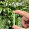 Fertilizante de Liberação Lenta Barra Nutritiva para Preguiçosos Planta em Vaso Universal Flor Planta Verde Nitrogênio Fósforo Potássio Orgânico Flor Fertilizante Especial