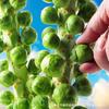Sementes de Couve de Esporo, Sementes de Couve de Esporo, Sementes de Couve de Broto Pequeno na Primavera e no Outono, Sementes de Vegetais Fáceis de Semear na Varanda