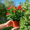 Planta de Vaso Rosa Tigre Espinhoso Multicolor Begônia de Ferro Planta de Interior Hidropônica Planta Fácil de Cuidar para Sala de Estar Planta Verde Absorvedora de Formaldeído