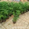 Plantas de Espargo em Vaso, Bonsai de Mesa Florais e Plantas Verdes, Escritório Varanda Cultura Hidropônica em Solo Plantas Resistentes ao Frio