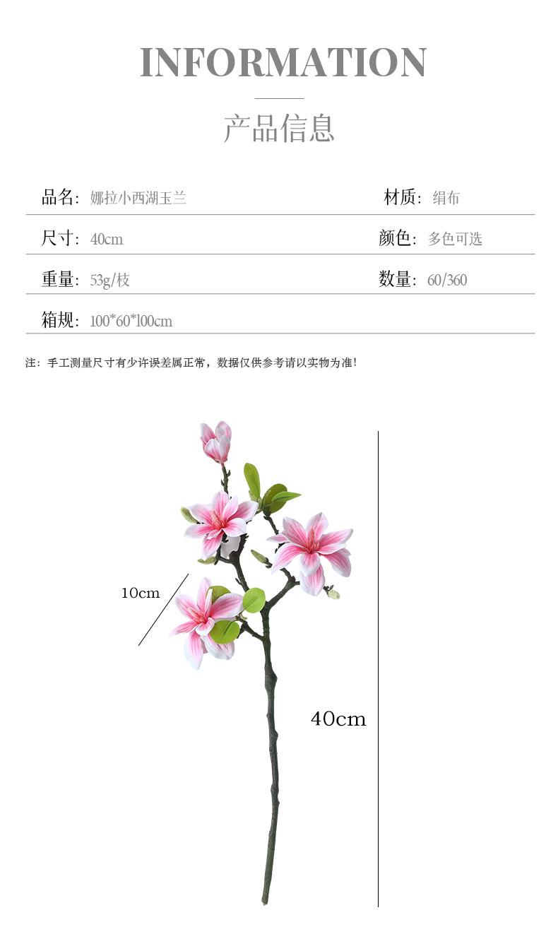 娜拉小西湖玉兰_03.jpg