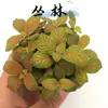 Hierba enmallada, helecho de hoja pequeña, micro paisajismo, terrario acuático, musgo hidropónico, planta verde decorativa, planta verde de escritorio DIY