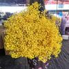 Flor eterna estrellas de bebé mantener flores diy ramo de flores secas decoración del hogar flor mijo flor Yunnan fábrica mayoreo