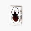 Resina de Venta Caliente Transfronteriza Muestras de Insectos Reales Araña Escorpión Saltamontes Regalo de Recompensa para Estudiantes de Primaria Regalo Artesanal