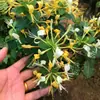 Mudas de Bonsai de Madressilva, Plantas em Vasos, Flores Resistentes ao Frio, Trepadeiras, Florescem em Todas as Estações, Comestíveis e Medicinais