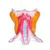 Modelo de ensino médico para músculo cervical músculo cervical anterior músculo local do pescoço Neuroanatomia