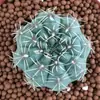 Base de planta suculenta autoproducida y autovendida al por mayor suculentas pequeñas combinación de flores plantas en maceta plantas carnosas Lithops Haworthia
