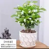 Planta de Jazmín en Maceta Florece en Todas las Estaciones, Plántulas de Jazmín Especialmente Aromáticas con Capullos, Plantas con Flores, Florales de Interior, Fácil de Cultivar