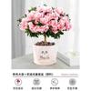 Dropshipping Azalea Planta en Maceta de Flor Doble Floración Interior Todo el Año con Capullos Grandes y Fácil de Cultivar