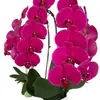 Las plántulas de Phalaenopsis son fáciles de cultivar en todas las estaciones. Plantas Verdes y Flores en Maceta para Balcón de Oficina en Interiores Fáciles de Cultivar