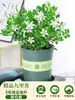 Planta de Jasmim em Vaso para Uso Interno, Repele Mosquitos, Elimina Odores, Sempre Verde para Todas as Estações, Fresca e Fragrante, Planta com Flores Atraentes para Mesa de Casa