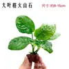 Paisagismo de Aquário Plantas Aquáticas Preguiçosas Grama de Fundo Médio Pedra Vulcânica Plantas Aquáticas Pacote para Iniciantes de Aquário Banyan d'Água Plantas Vivas
