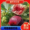 Dropshipping Mudas de Figueira Plantio no Solo Árvores Frutíferas em Vasos que Dá Frutos no Mesmo Ano Mudas de Árvores Frutíferas Extra Grandes Plantio no Solo no Norte Pátio Não