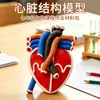 Simulador de respiración pulmonar DIY, circulación sanguínea, modelo de corazón humano casero, modelo biológico de unidad renal, material didáctico