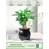 Árbol del Dinero Maceta Flores, Sala de Estar, Casa Próspera, Plantas Verdes, Fácil de Cultivar en Todas las Estaciones, Árbol del Dinero, Plantas Hidropónicas de Escritorio para Oficina