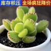 Planta Suculenta de Balcón en Maceta Premium Rosa Huevo de Durazno Montaña Rosa Planta Verde de Interior para Escritorio Jade Nevado Rocío de Jade