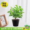 Plantas en Maceta Repelentes de Mosquitos para Uso en Exteriores y Interiores, Semillas Repelentes de Mosquitos para Balcón, Hojas de Geranio Fragantes para el Jardín, Purificar el Aire