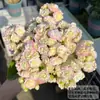 Kalanchoe en maceta de doble pétalo zorro dorado flor grande con capullos plántulas cuatro estaciones floración interior plantas de flores fáciles de cultivar
