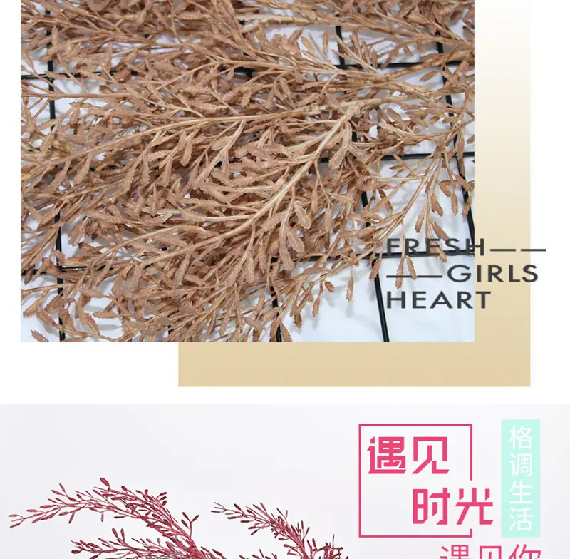 米粒草_04.jpg
