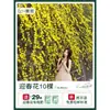 Plántulas de Flores Leñosas Amarillas, Enredaderas Trepadoras, Plántulas Leñosas Doble Rojo y Blanco, Rosas, Florales de Floración Cuatro Estaciones, Plantas en Maceta para Balcón y Patio