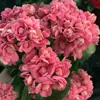 Planta de Vaso Kalanchoe com Grandes Pétalas Duplas e Botões de Flor, Resistente e Fácil de Cuidar o Ano Todo, Planta de Floração Interna, Verde para Mesa