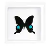 Marco de Fotos con Foto de Espécimen de Mariposa Real Pintura Decorativa de Madera DIY Marco de Fotos Vintage Decoración de Mueble de Mesa Regalo de Cumpleaños Maestro