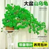 Planta Tortuga Es Fácil de Cultivar como Planta de Hoja Verde Trepadora para Maceta Interior Balcón, Tortuga de Una Hoja, Bola de Semilla Dorada No Reemplazable Hidroponía