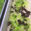 Plantas aquáticas artificiais aquário tanque de tartaruga berçário de filhotes de tartaruga prevenir mordida na cauda prevenir lesão prevenir afogamento criação de tartarugas