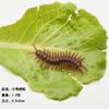 Modelo de inseto de simulação centopeia brinquedo de pegadinha de 1º de abril barata falsa escorpião lagartixa mosca pequena centopeia forte atacado