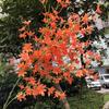 Fabricante Oncidium Orquídea Sakura Alta Imitación Camino de Sakura Plomo Boda Flores Artificiales Flores al por Mayor Flores Simuladas Plantas Verdes Simuladas