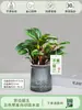 Planta de Jade en Maceta con Borde Morado, Planta Verde Pequeña de Hoja Perenne para Oficina Interior, Fácil de Cuidar, Purifica el Aire, Planta con Flor Jade Belleza