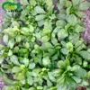 Semillas de Crisantemo Flor y Hoja Huerta de Verduras Crisantemo Suave y Fragante Semillas de Verdura de Hoja Verde Semillas de Verduras