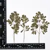 Varias Formas de Hojas, Flores Secas, Plantas en Relieve, Espécimenes de Enseñanza, Marcadores de Libros Hechos a Mano para DIY, Pegar Flores Secas, Fundas para Teléfono Móvil
