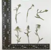 Ze Pearl Vegetal Embossado Defletor de Flor Seca com Galhos Flor Real Marcador de Atividade Material Gotejamento de Gel Capa de Celular Espécime de Planta