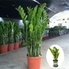 Árvore da Fortuna Planta em Vaso Grande Árvore da Fortuna Planta Verde Pequena Árvore da Fortuna Sala de Estar Escritório Flores de Interior Bonsai Cordão da Fortuna