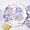 Azul Claro Grande Andorinha Flor Real Painel Espécime de Planta Vela de Aromaterapia Recipiente Gota de Gel Montanha-russa DIY Material Artesanal
