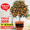 Plántulas de Osmanthus Árbol Grande Nativo Osmanthus Dorado de Agosto Patio Exterior Balcón Plantas Florecen Todo el Año Flor Interior Plantas en Maceta