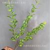 Impresión 3D de simulación de eucalipto, hojas de plantas verdes, hojas de dinero, flores transfronterizas, venta al por mayor, decoración para bodas y hogar.