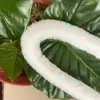 Tiras de Pelo Sintético de Coelho Rex Personalizadas Borda de Pelo para Manto da Dinastia Han Cheongsam Tiras Decorativas de Pelúcia Brancas Acessórios de Roupa DIY