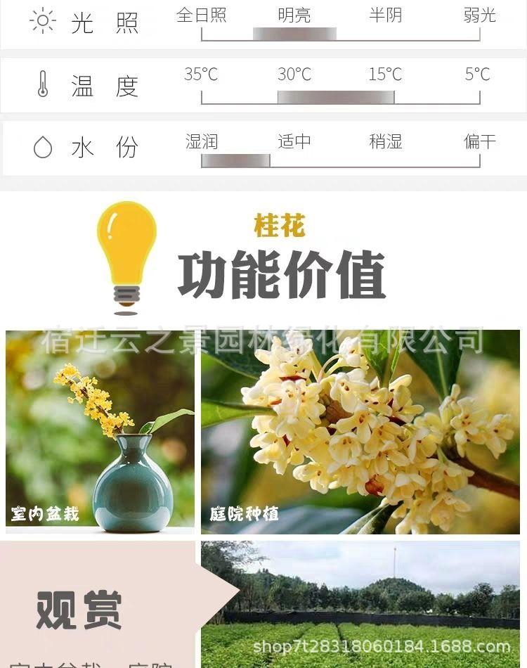 桂花详细7.jpg