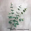 Eucalipto Folha de Dinheiro Simulação Planta Verde Comércio Exterior Material de Flor Material de Flor para Casamento Engenharia de Plantas Verdes Floricultura Arranjo Floral